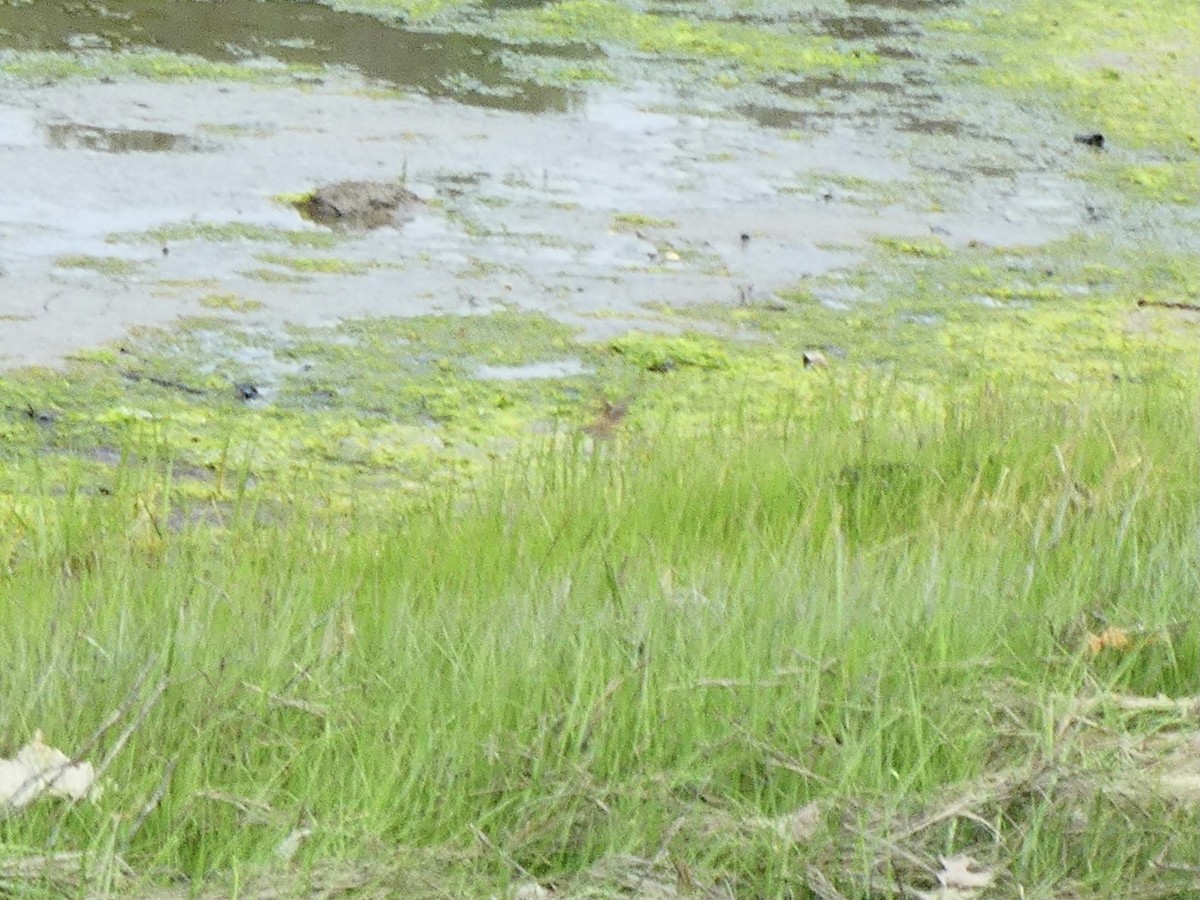 Nelson's Sparrow (Atlantic Coast) - Eric Plage