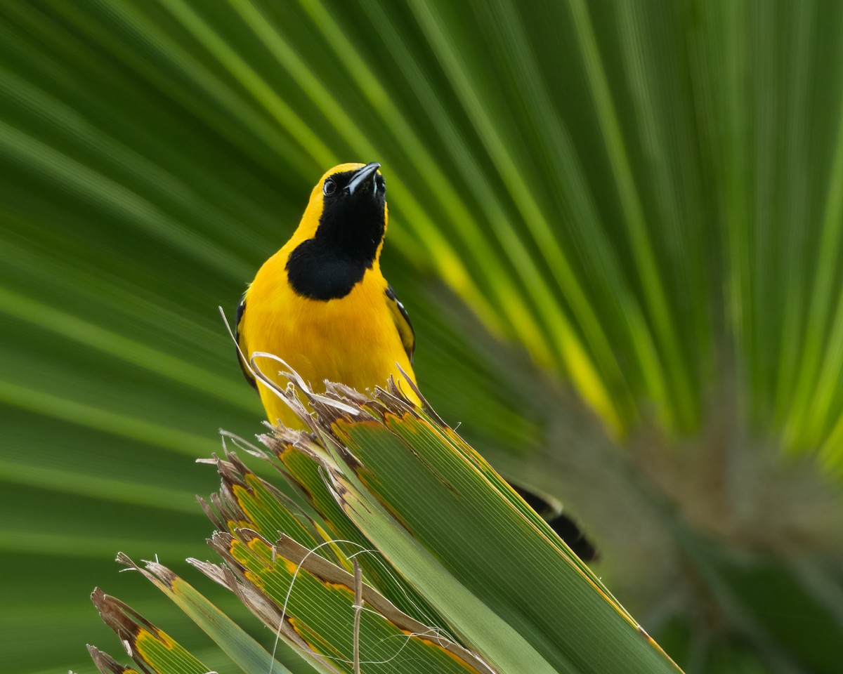 Hooded Oriole - Sue Cook