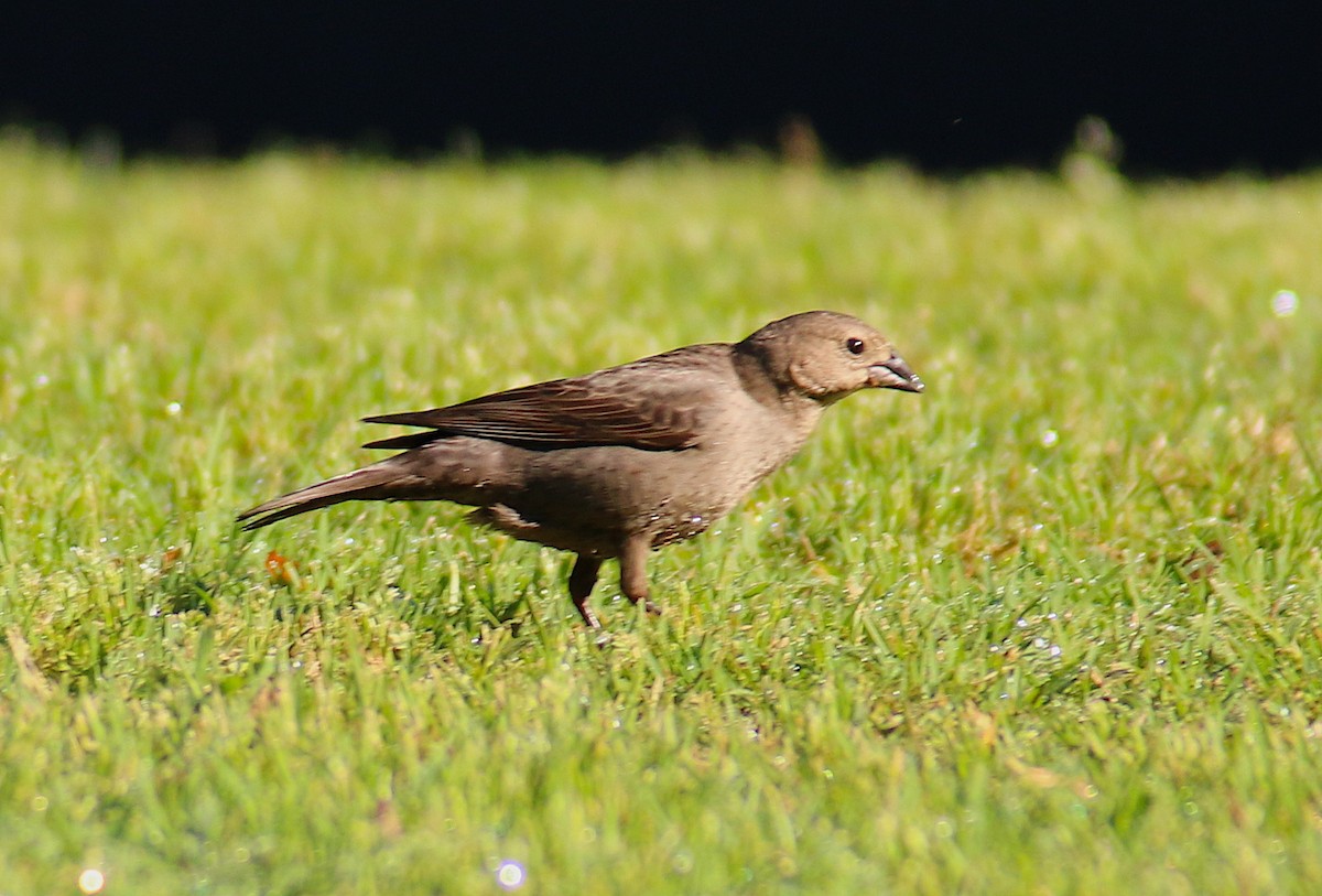 Brown-headed Cowbird - ML58451781