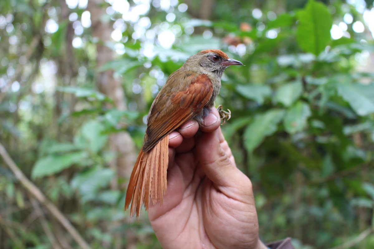 Slaty Spinetail - Sergio Gómez Villaverde