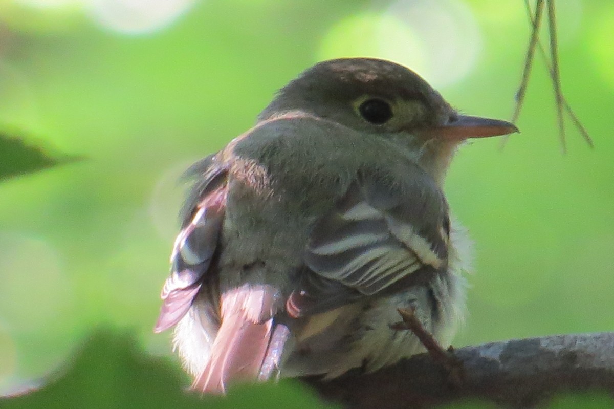 Acadian Flycatcher - ML58451921