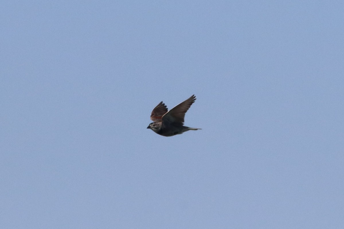 Thick-billed Longspur - ML584519631