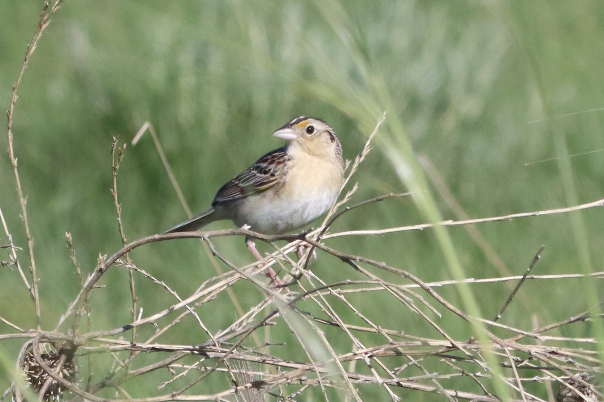 Chingolo Saltamontes - ML584519771