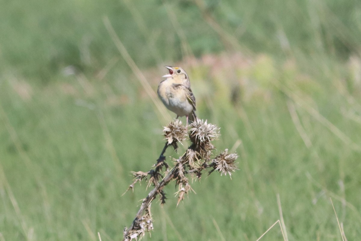 Grasshopper Sparrow - ML584520241