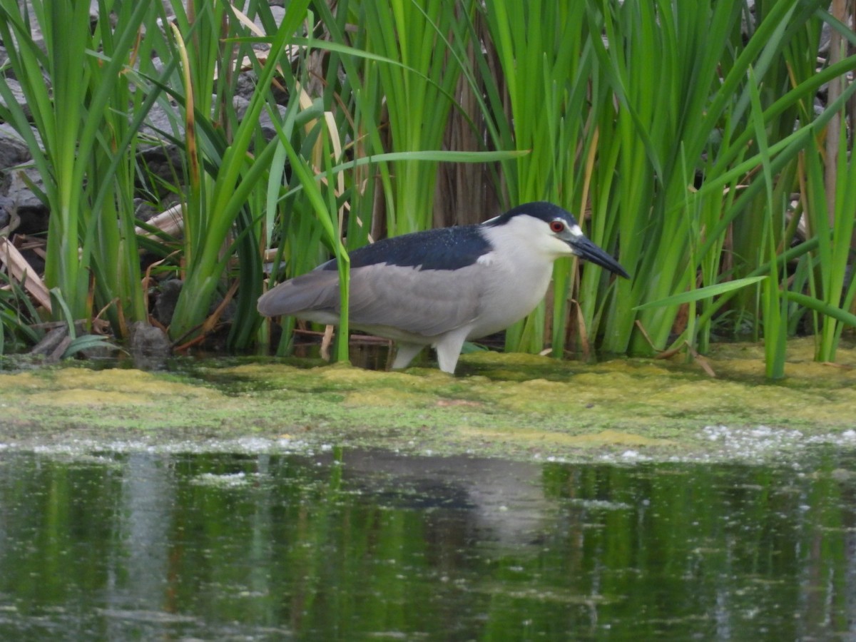 Black-crowned Night Heron - ML584521061