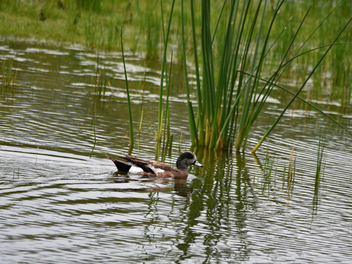 American Wigeon - ML584521191