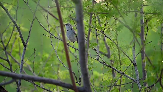 Black-tailed Gnatcatcher - ML584522271