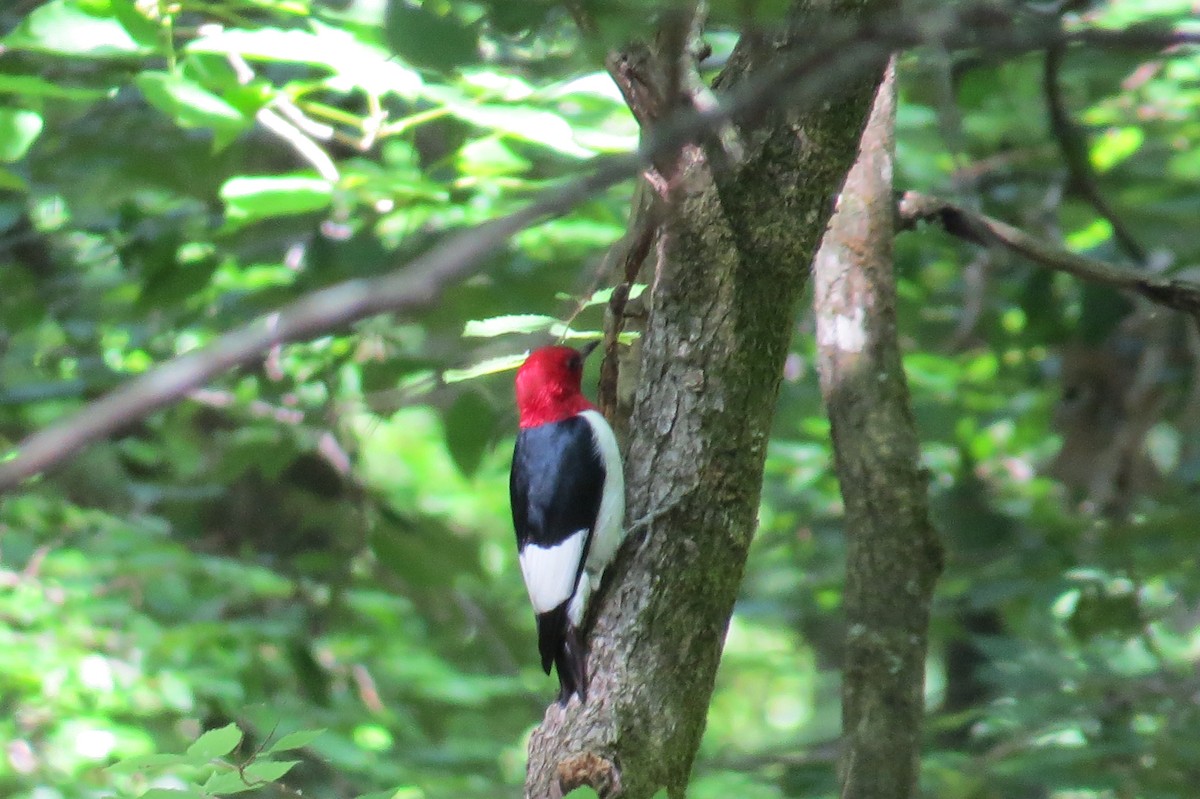 Red-headed Woodpecker - ML58452231