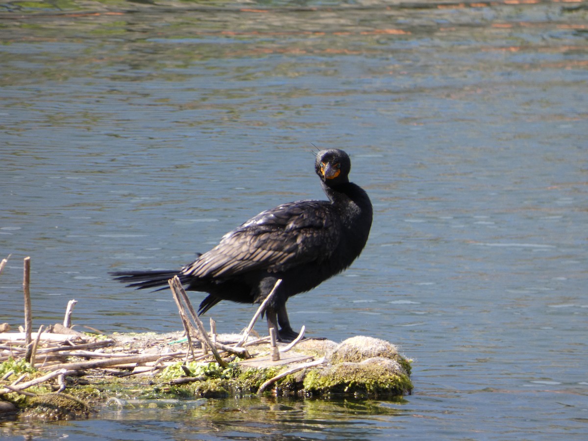 Cormoran à aigrettes - ML584522921