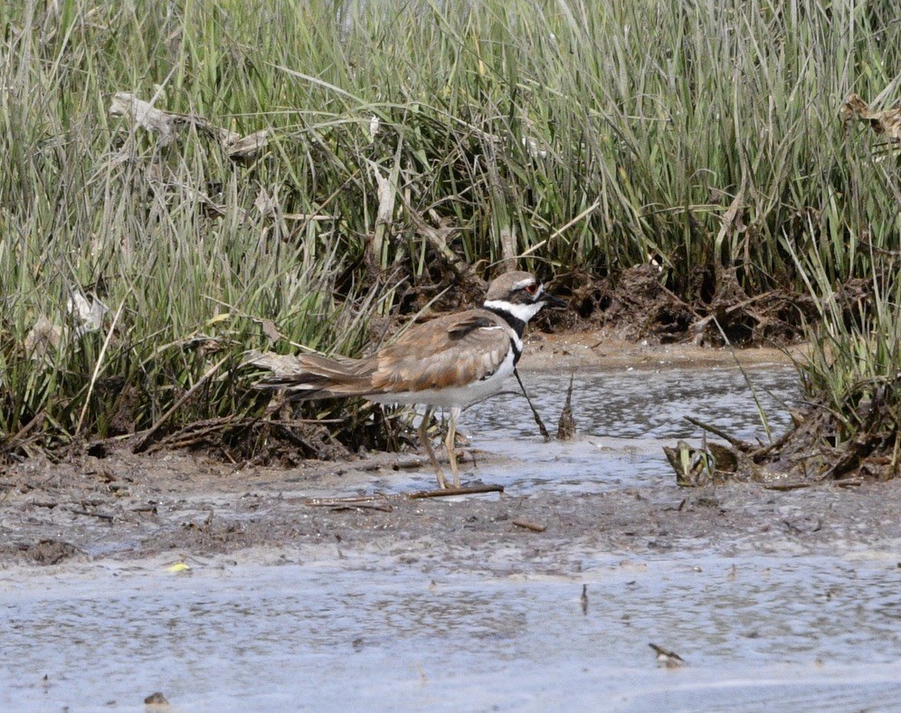 Крикливый зуёк - ML584523151