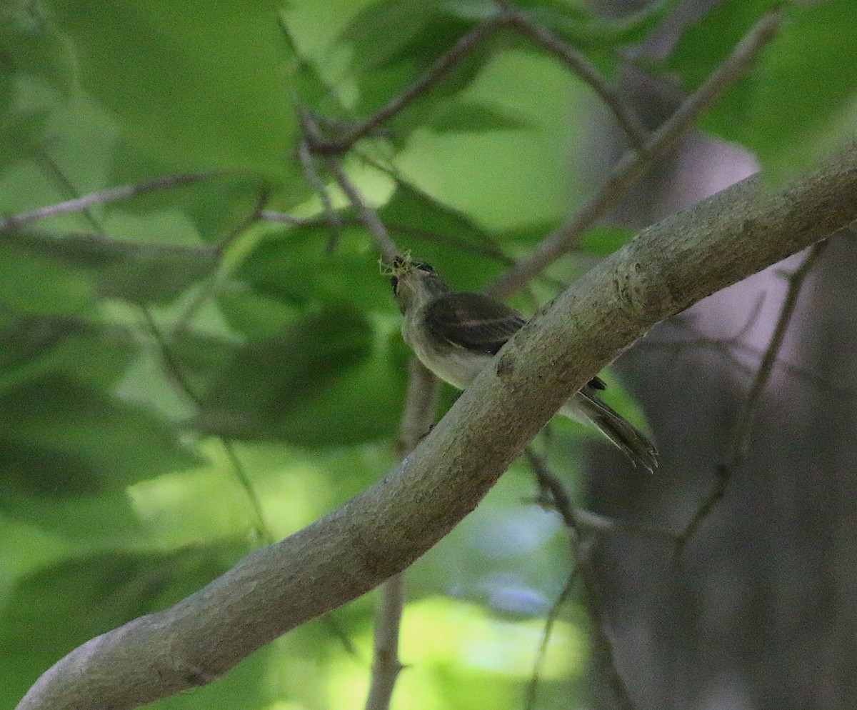 Eastern Wood-Pewee - ML58452351