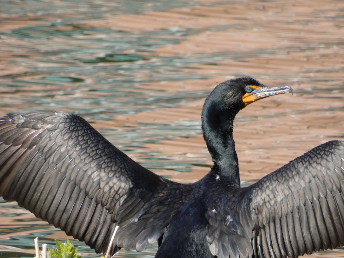 Cormoran à aigrettes - ML584523531