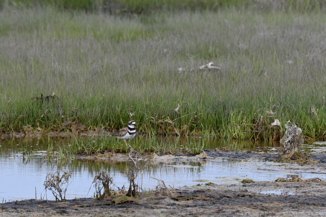 Крикливый зуёк - ML584523631