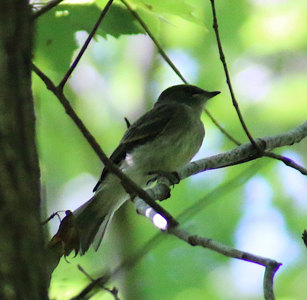 Eastern Phoebe - ML58452451