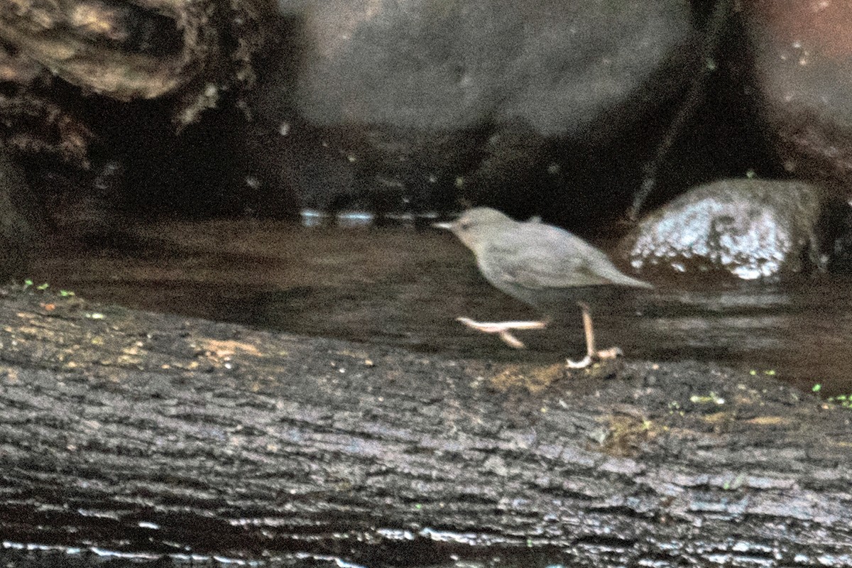 American Dipper - ML584525211