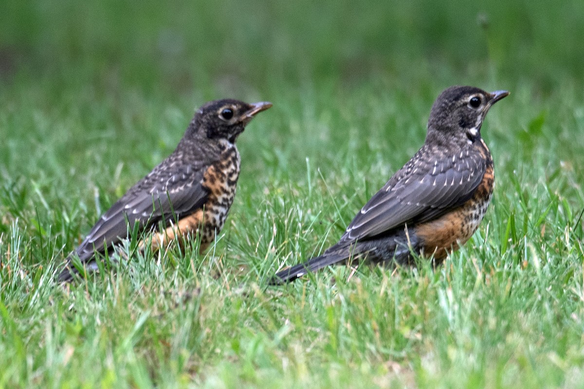 American Robin - ML584525281