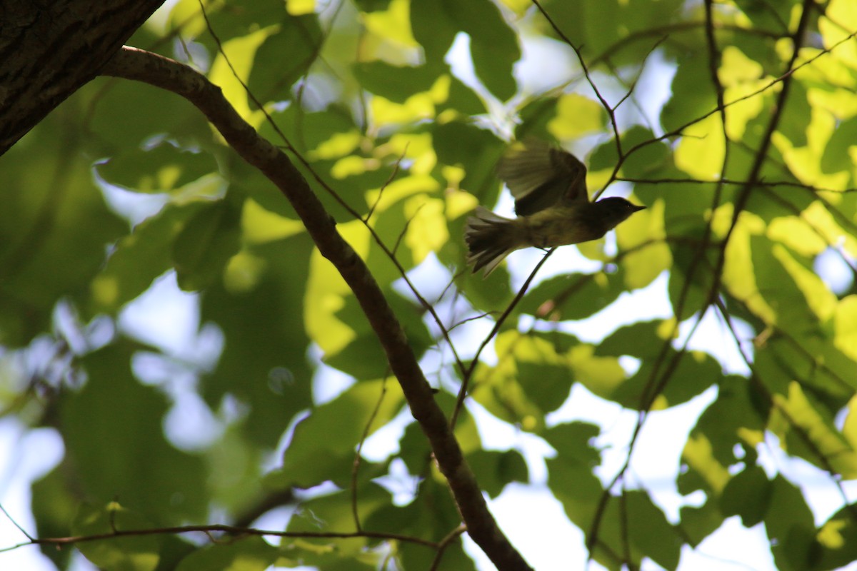 Eastern Phoebe - ML58452591