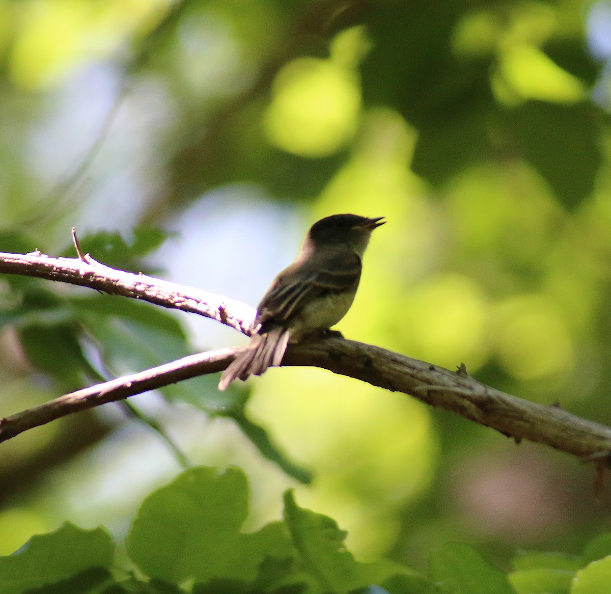 Eastern Phoebe - ML58452631