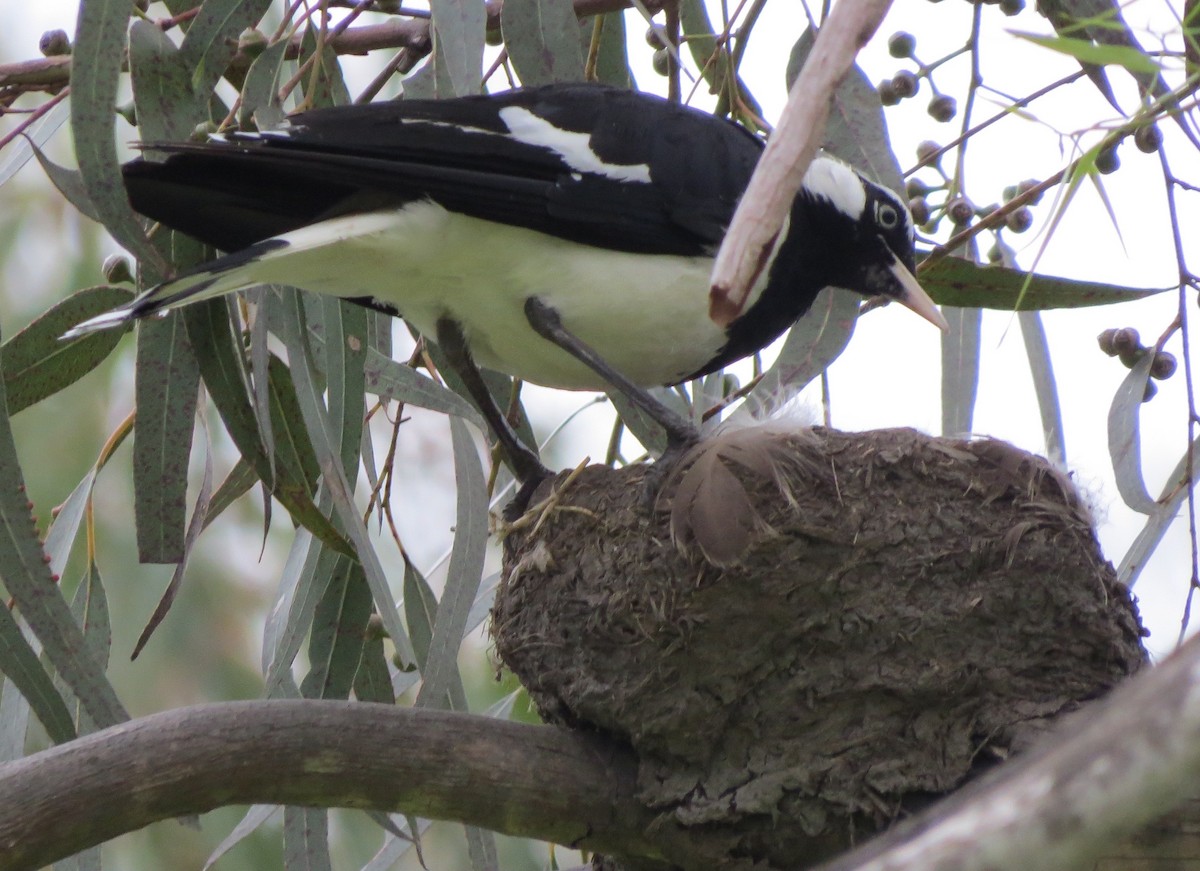 Magpie-lark - ML58452711