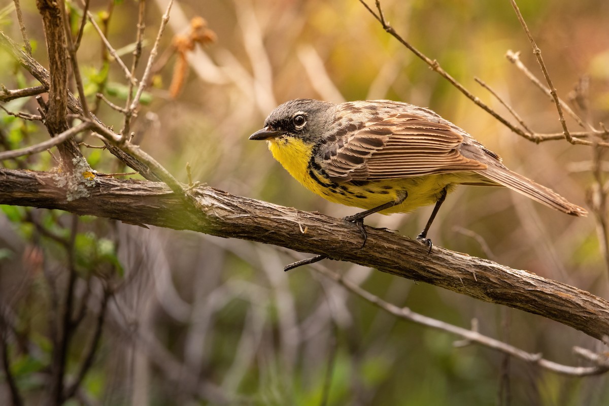 Kirtland's Warbler - Beau Cotter