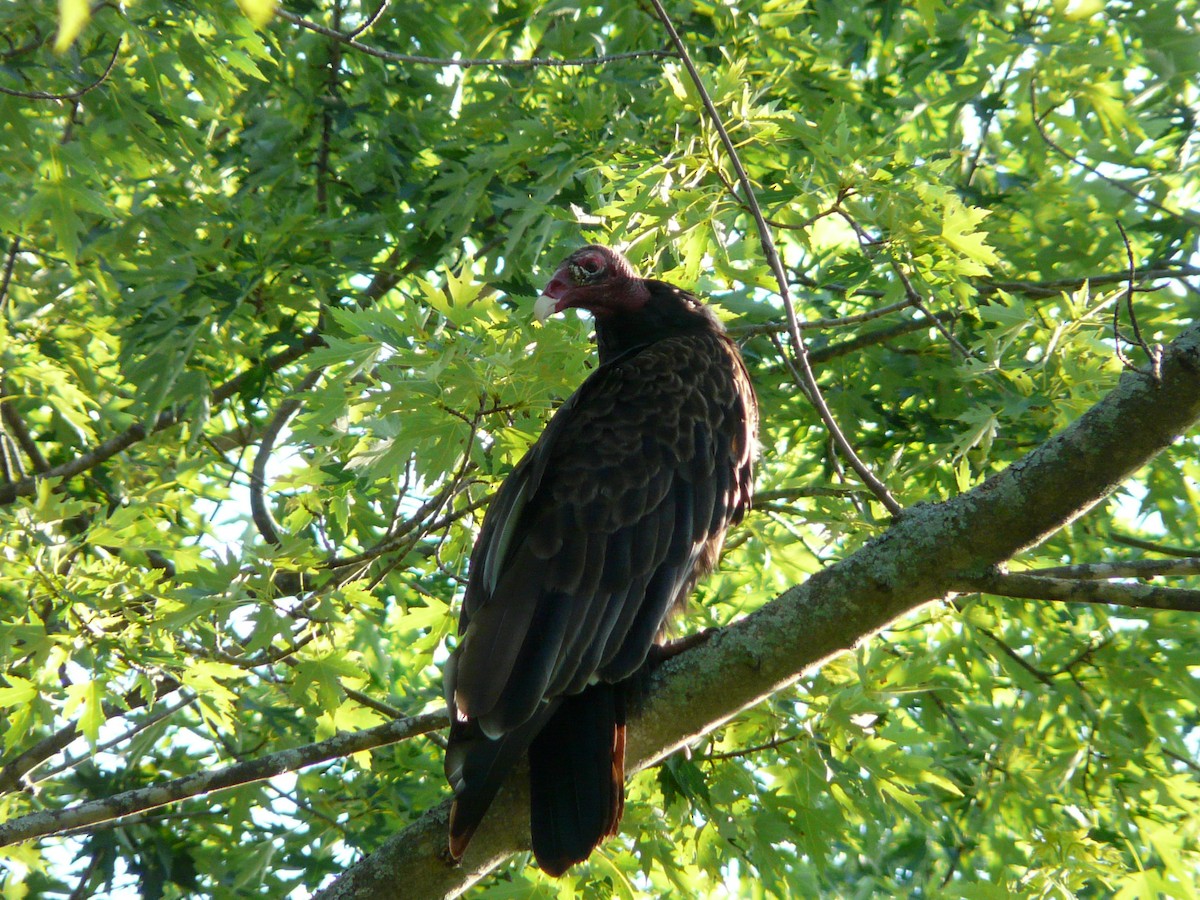 Turkey Vulture - Bill Crins