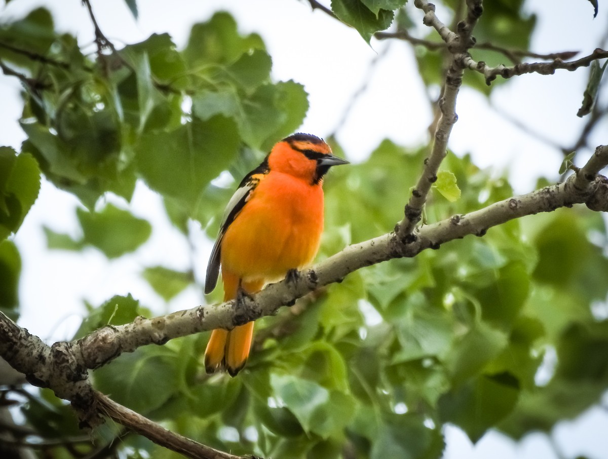 Bullock's Oriole - ML584528421