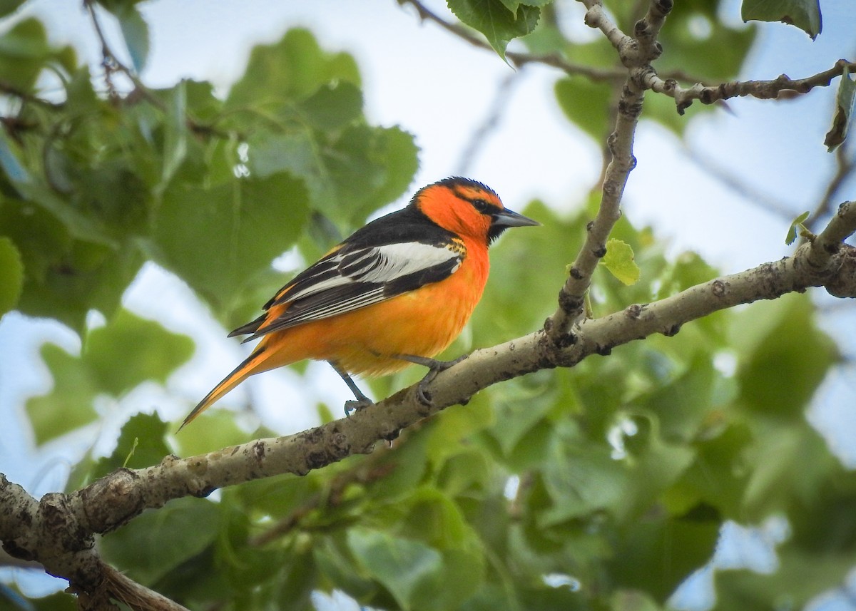 Bullock's Oriole - ML584528641