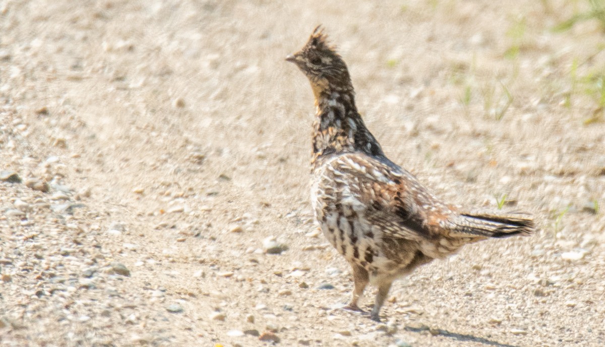 Ruffed Grouse - ML584528661