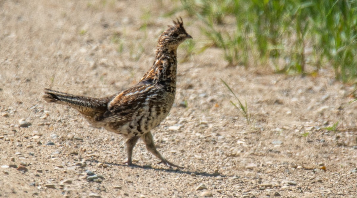 Ruffed Grouse - ML584528731