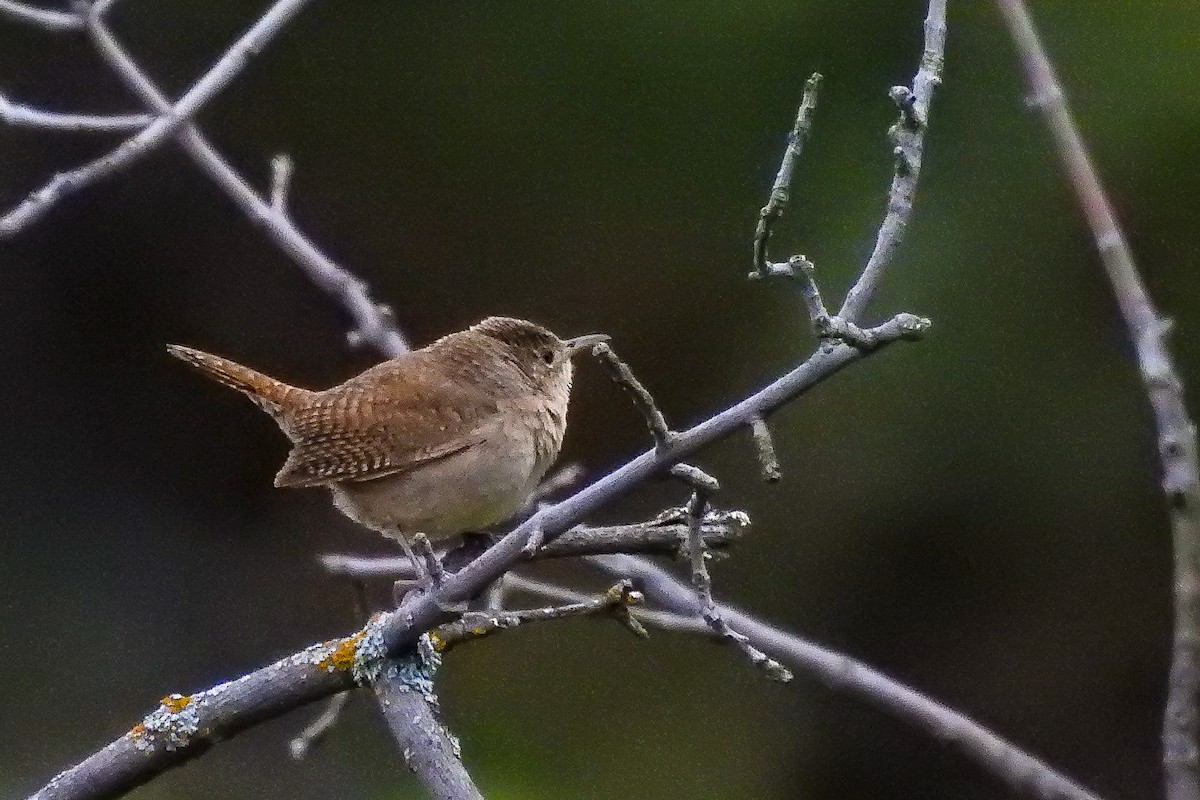 Northern House Wren - ML584528811