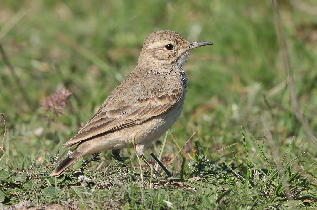 Common Miner - Aves-del-Taragüí/ SabinaDeLucca