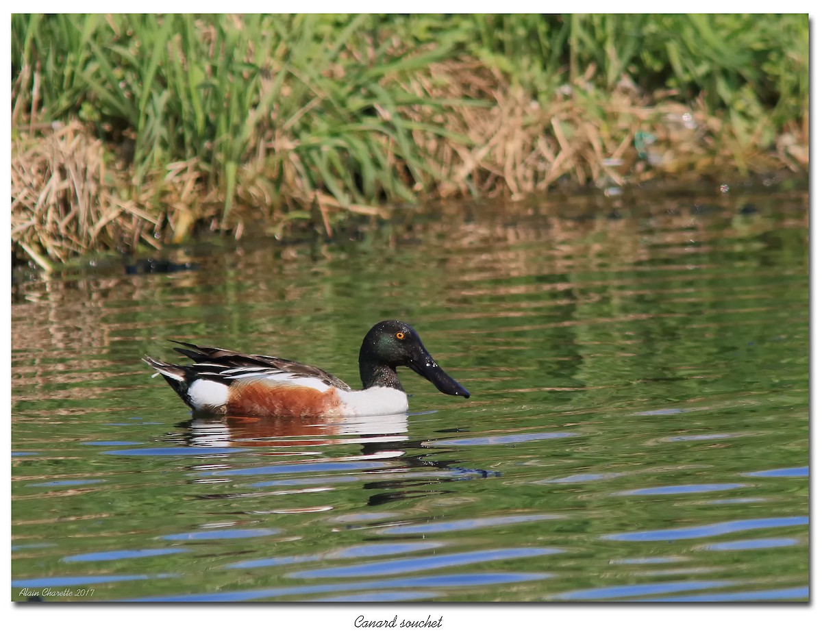 Northern Shoveler - Johanne Charette