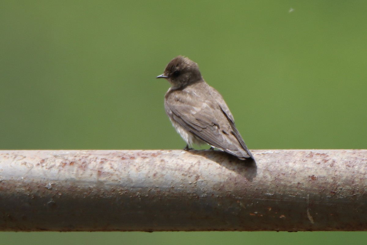 Hirondelle à ailes hérissées - ML584530801