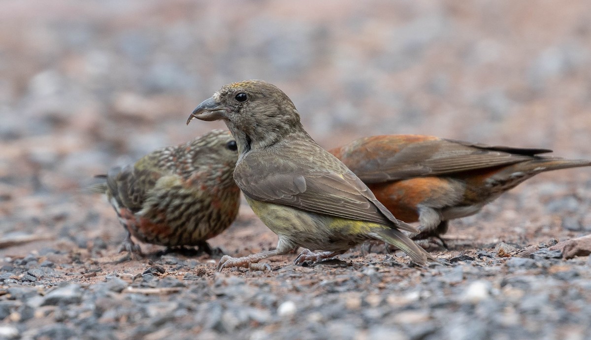 Red Crossbill - Kirk Gardner