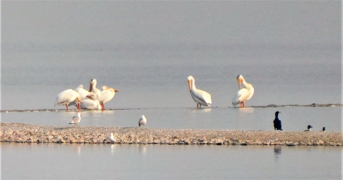 American White Pelican - ML584533351