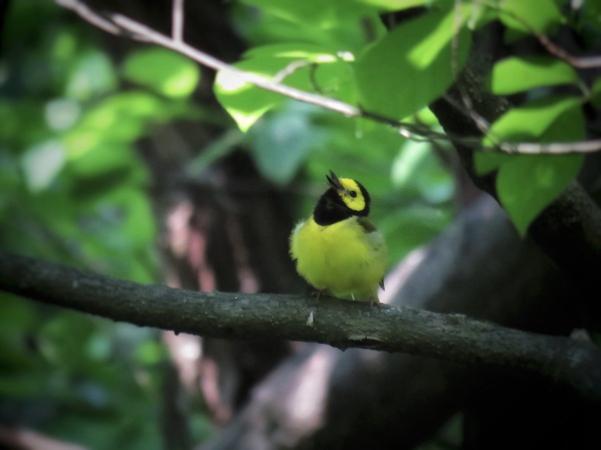 Hooded Warbler - ML584533491