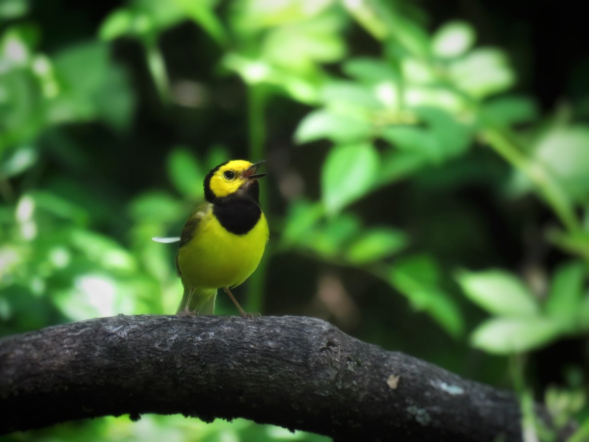 Hooded Warbler - ML584533501