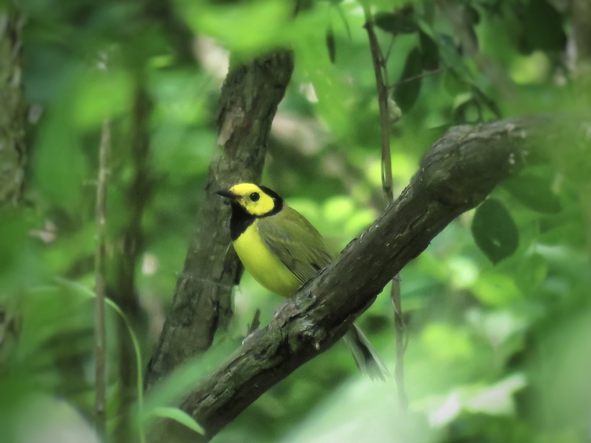 Hooded Warbler - ML584533511