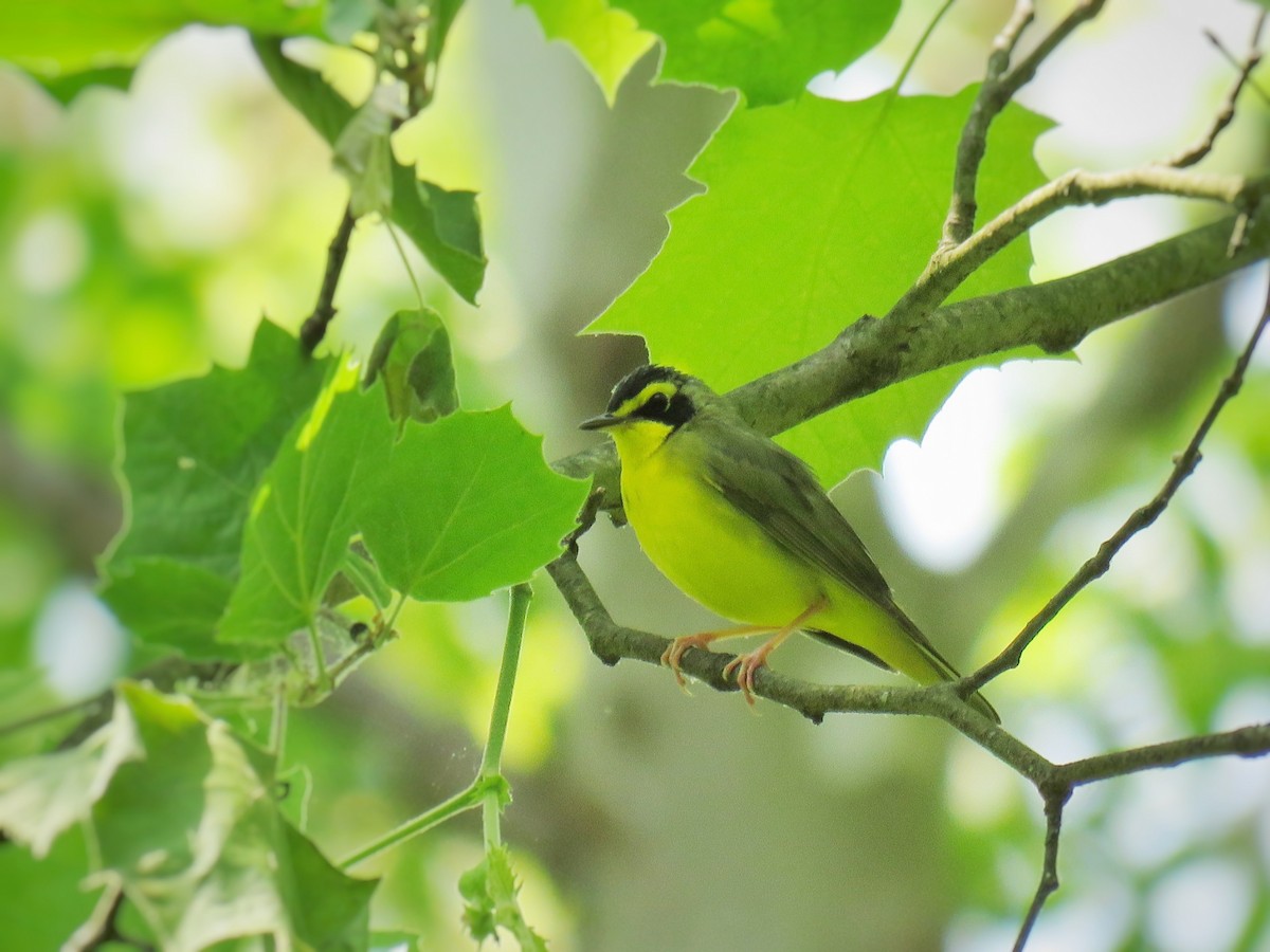 Kentucky Warbler - ML584533631