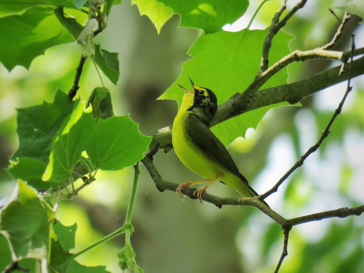 Kentucky Warbler - ML584533641