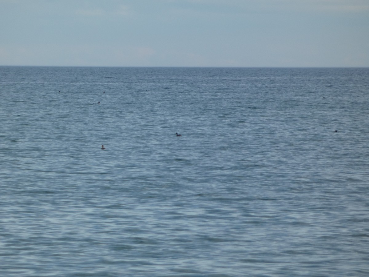 Eared Grebe - ML584533701