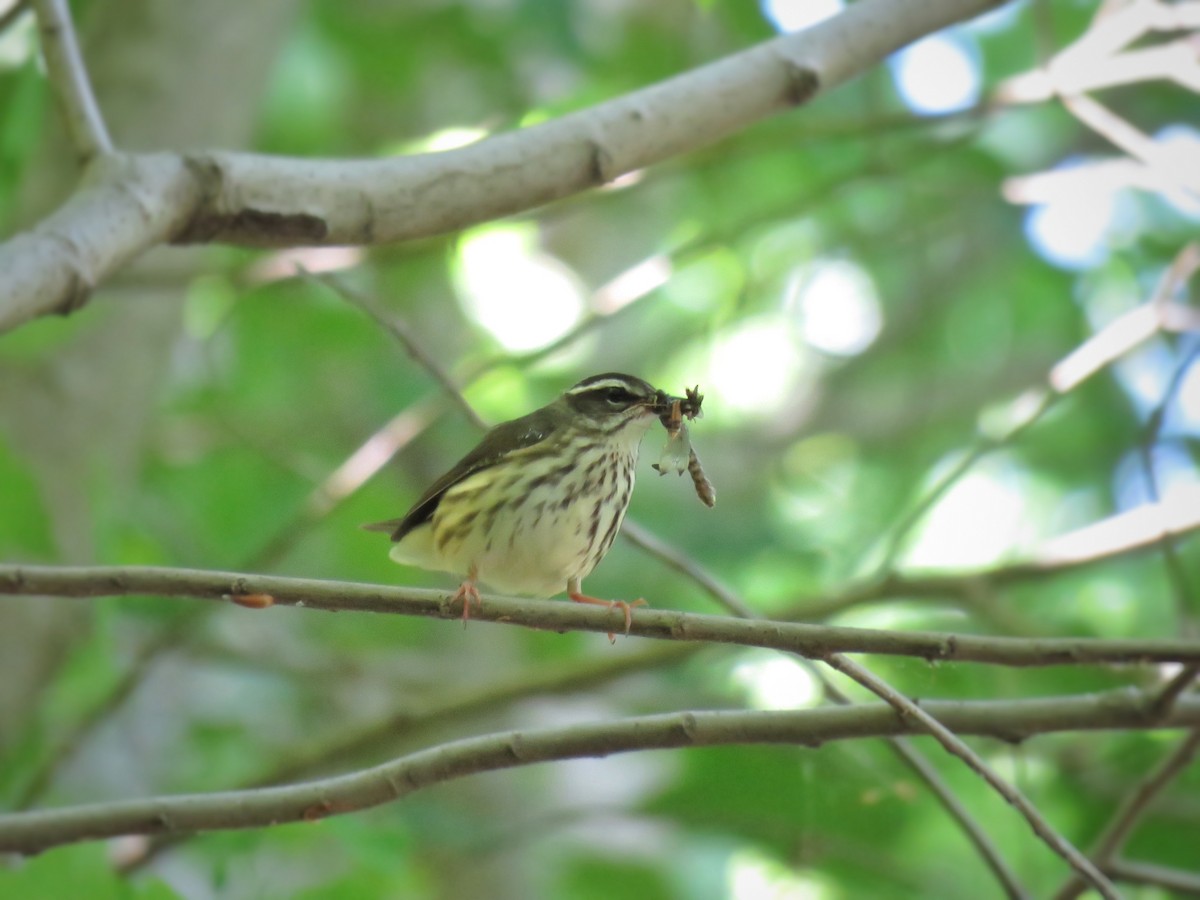 Louisiana Waterthrush - ML584533831