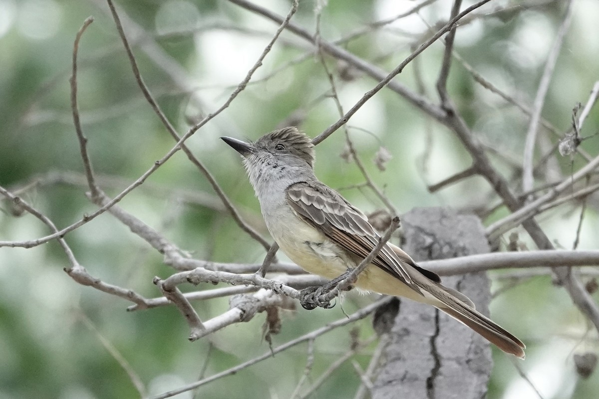 Ash-throated Flycatcher - ML584533851