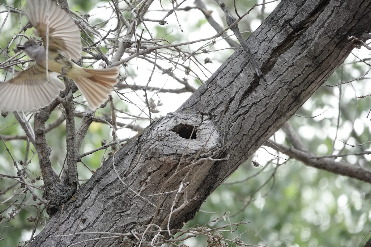 Ash-throated Flycatcher - H.M. Hofling