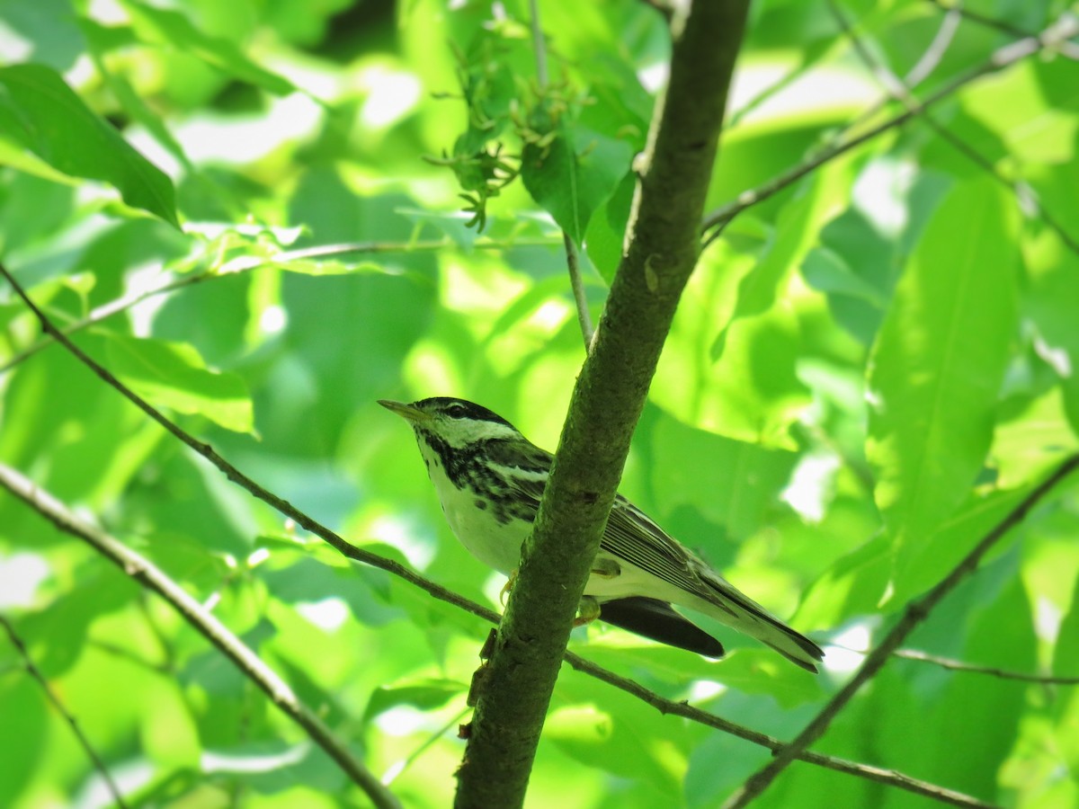 Blackpoll Warbler - ML584533941
