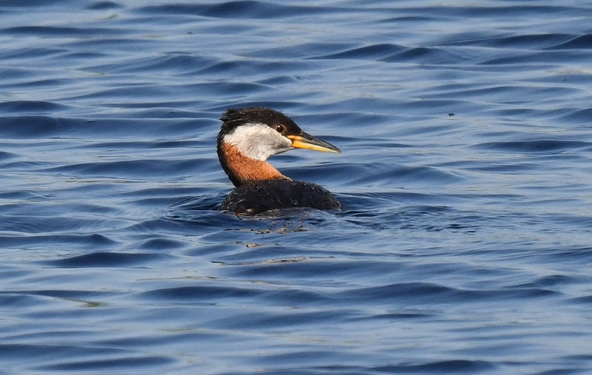 Red-necked Grebe - Kristen Cart