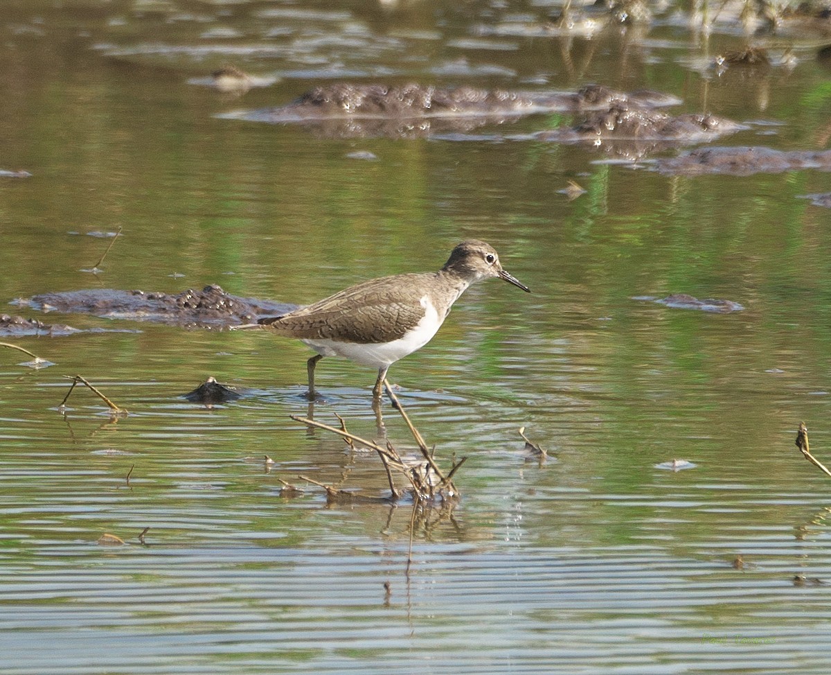 Common Sandpiper - ML584534881