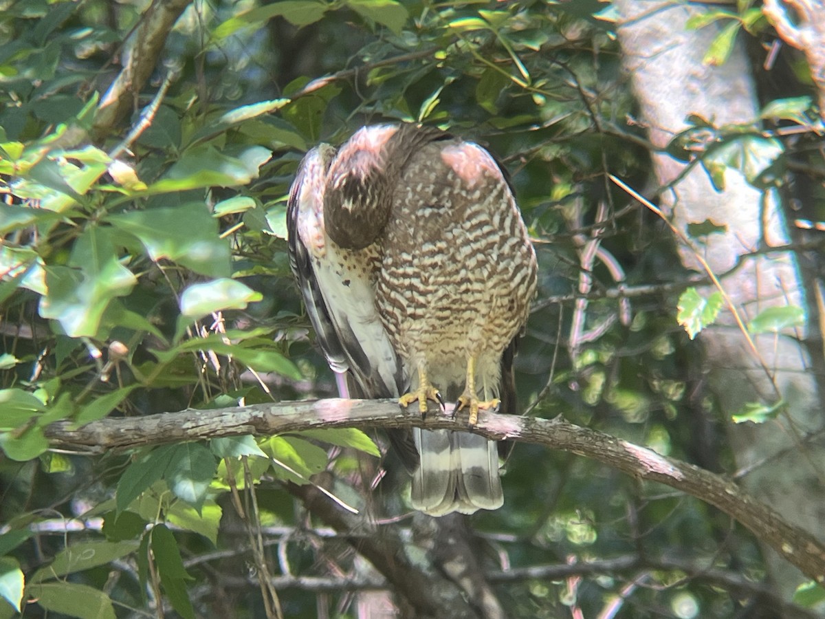 Broad-winged Hawk - ML584536281