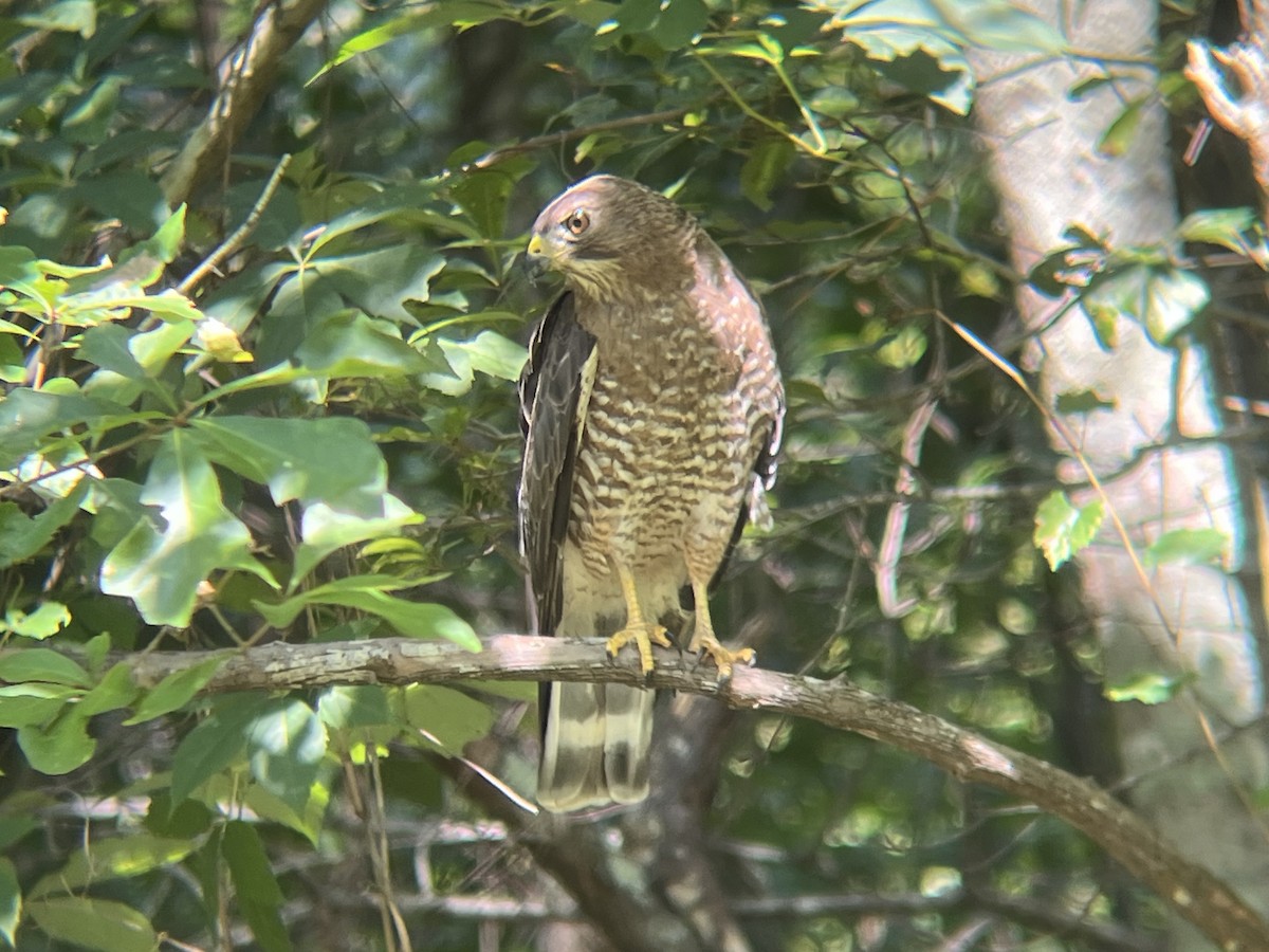 Broad-winged Hawk - ML584536291