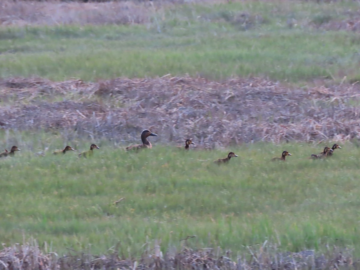 American Black Duck - ML584536551